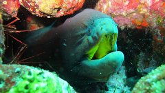 foto-dive_005.jpeg